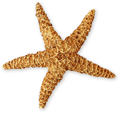 Star Fish
